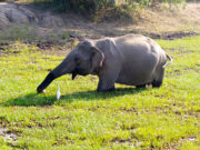Safari i Yala Nationalpark