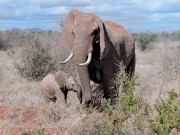 Rejsebeskrivelse fra Kenya – safarioplevelser i det vilde Afrika