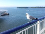 På krydstogt i Østersøen