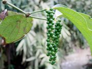 Peber – det sorte guld + opskrift på pebersauce