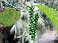 Peber – det sorte guld + opskrift på pebersauce