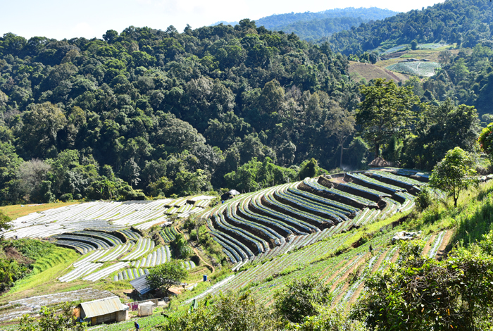 doi inthanon
