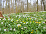 Tag på opdagelse tæt på dit hjem – det gjorde jeg