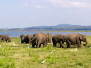 På safari i Minneriya Nationalpark