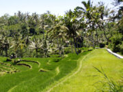 Hvor skal du bo i Ubud – de mest populære områder