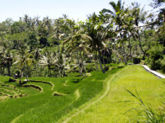 Hvor skal du bo i Ubud – de mest populære områder